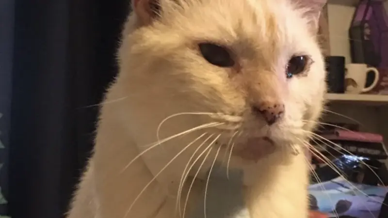 Cat with bug on it's tie