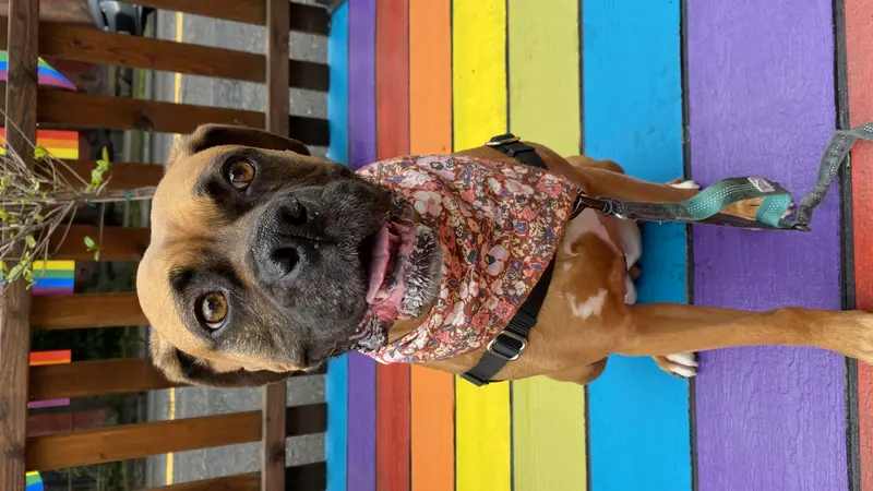 Dog sitting on rainbow panels 