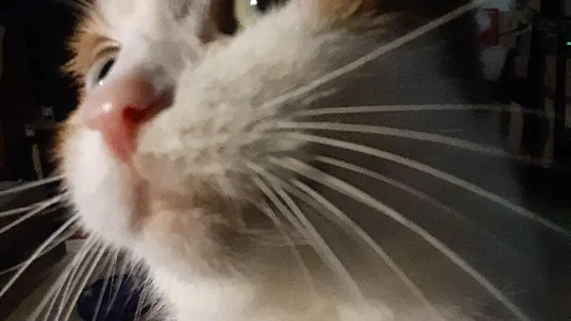 Close up of a white and orange cat