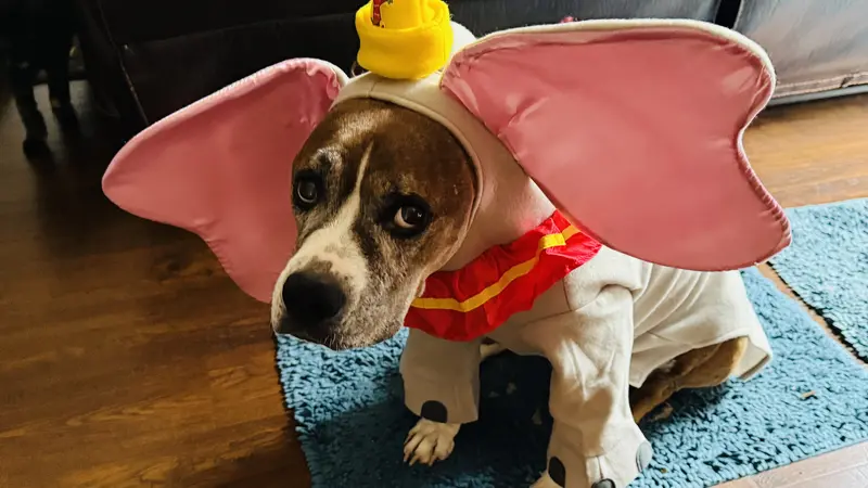 Dog in Dumbo costume