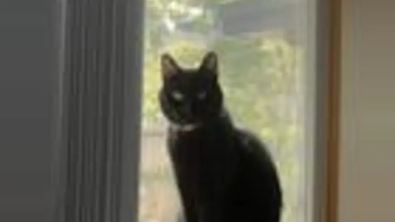 Black cat in the window
