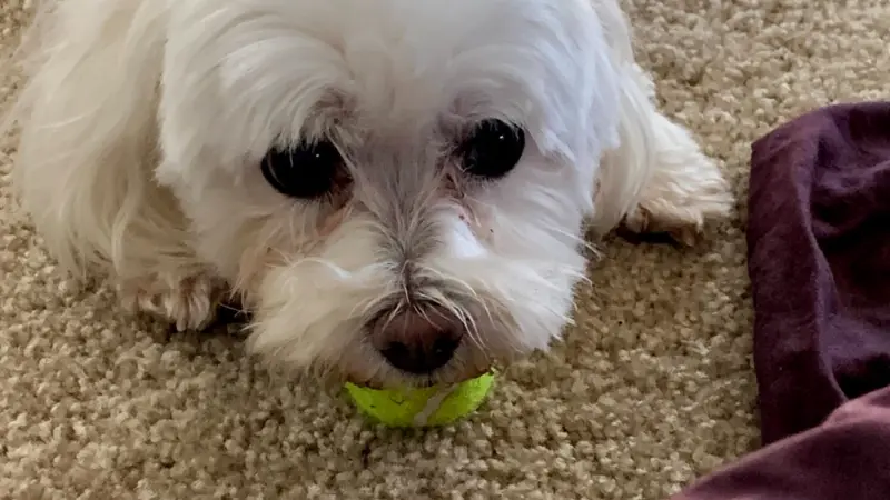 White dog with a tennis ball