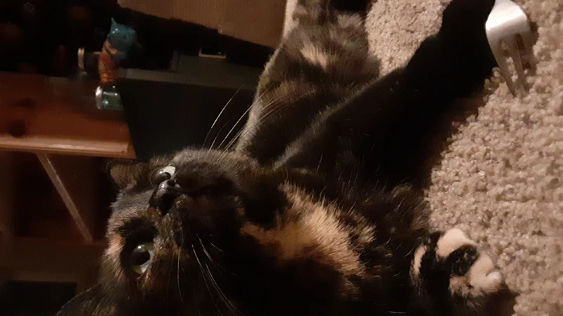 Tortoise shell cat sitting on carpet next to a fork