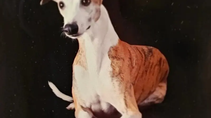White and brown dog