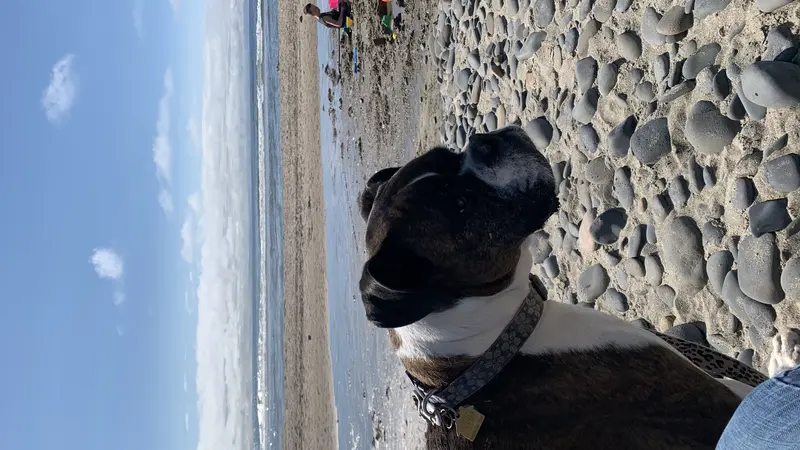 Dog on a beach