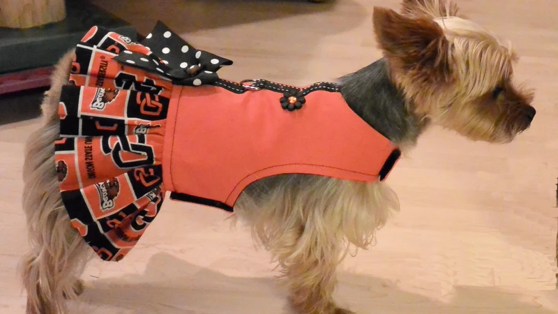 Small dog in an Oregon State University dress