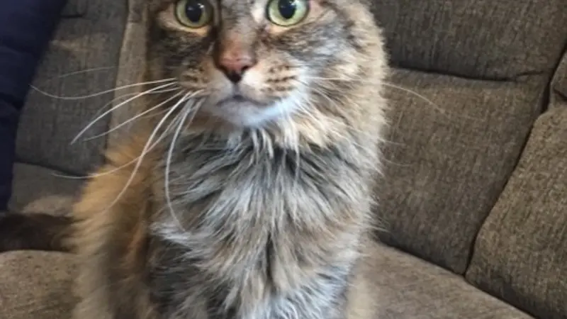 Gray long hair cat on a gray couch