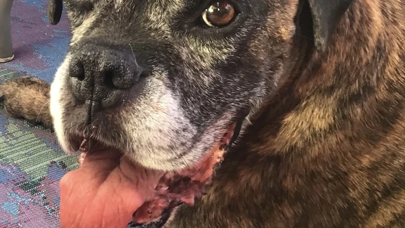 Brindle Boxer