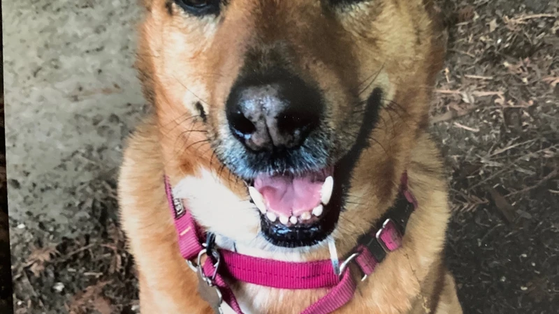 Brown down with a red collar sitting in the dirt