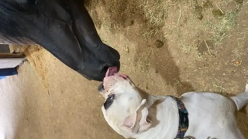 White dog licking a horse