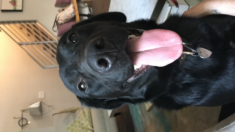 Black lab with his tongue out smiling at the camera