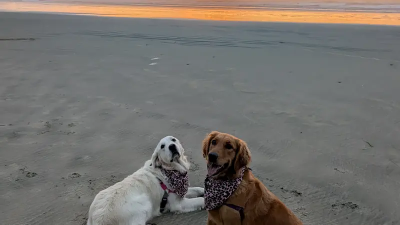 White dog and brown dog on the beach