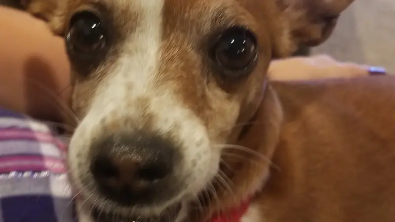 Brown and white dog with red collar