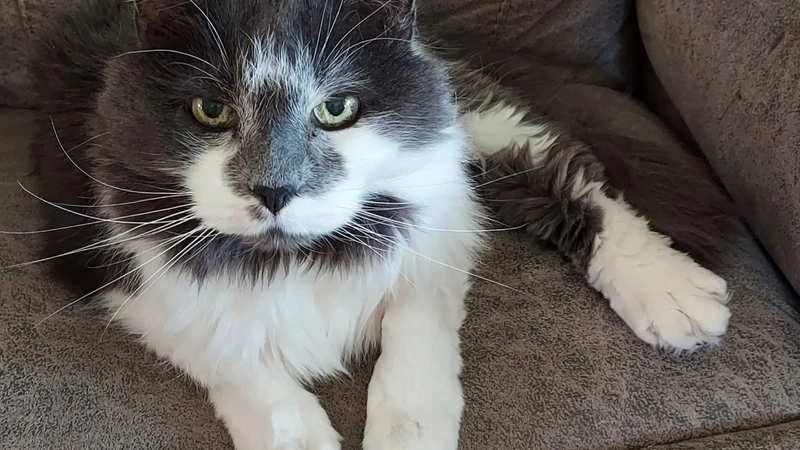 white and grey cat sitting on a grey chair