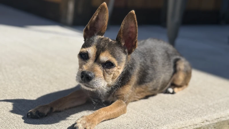 Dog laying on concrete