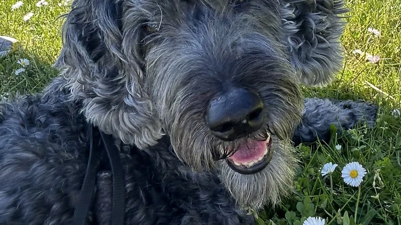 Dog in grass field