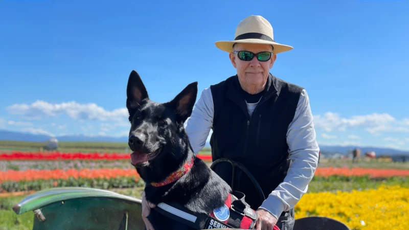 Dog at tulip festival
