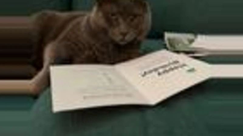 Grey cat looking at book