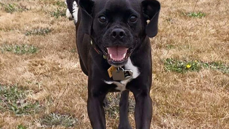 Black dog running towards the camera