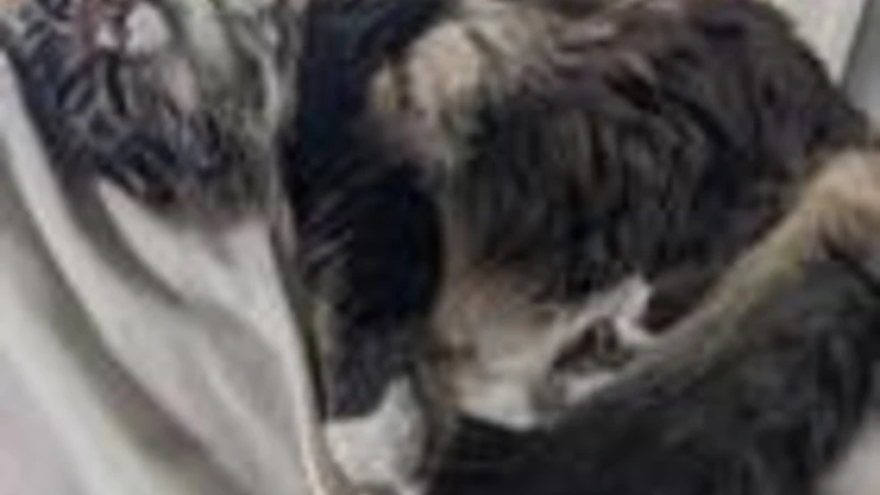 Grey fluffy cat laying on back