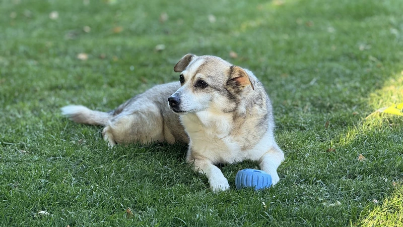 Dog laying in grass field with blue toy
