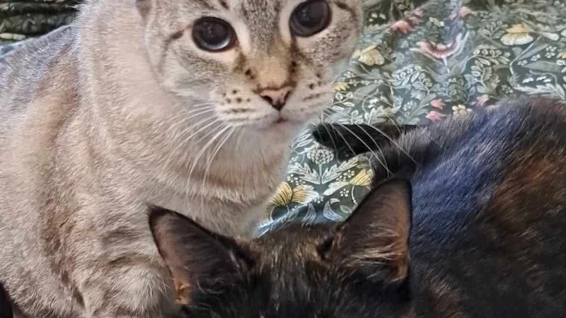 2 cats looking at camera