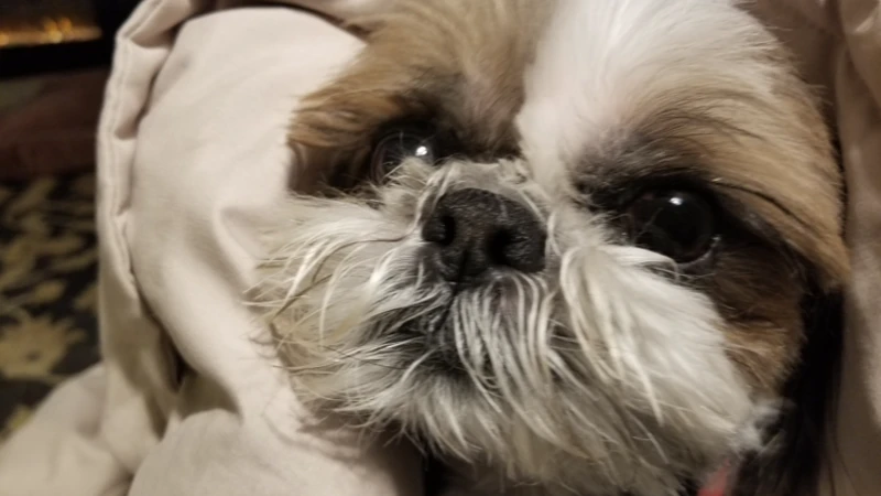Dog in coat