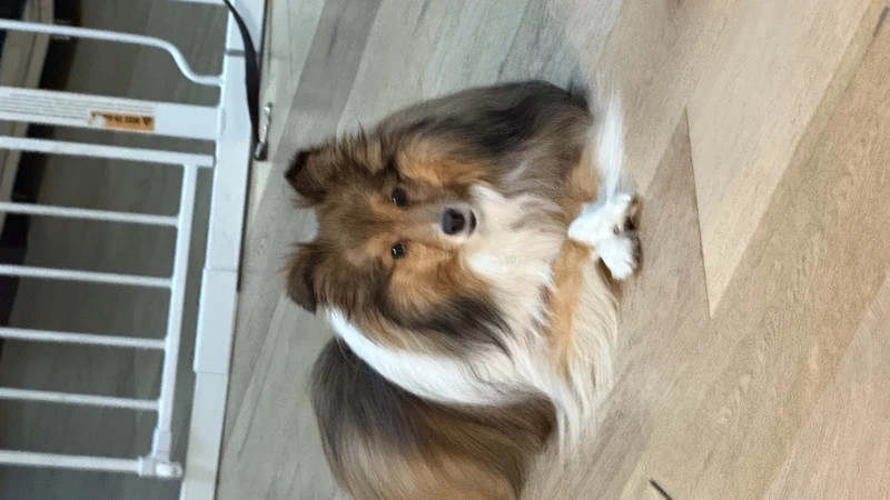 Sheltie laying on floor with paws crossed