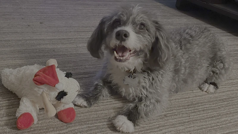 Dog laying with stuffed toy