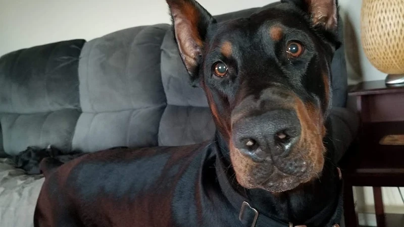 Dog looking into camera