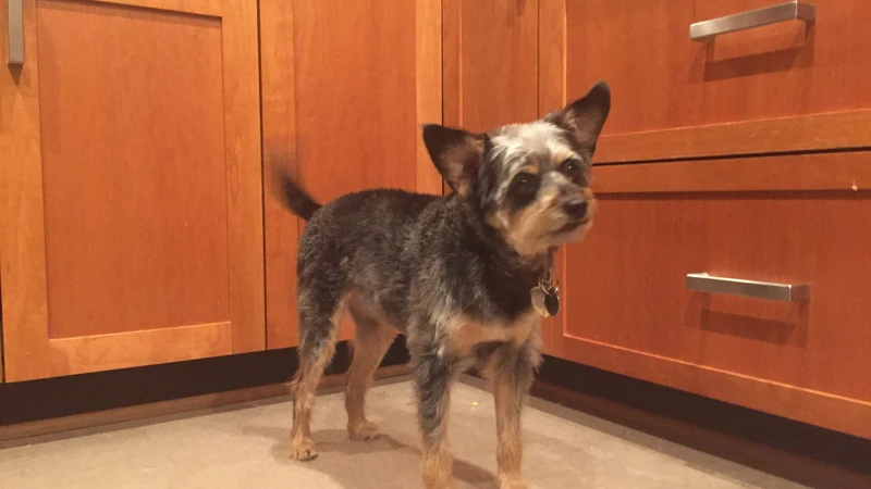 Dog standing in kitchen