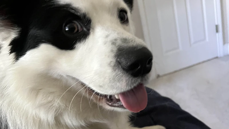 black and white dog with tongue out