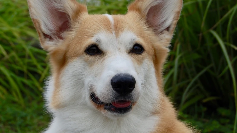 Corgi in tall grass