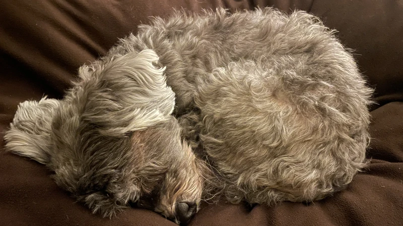 Dog curled up on cushion