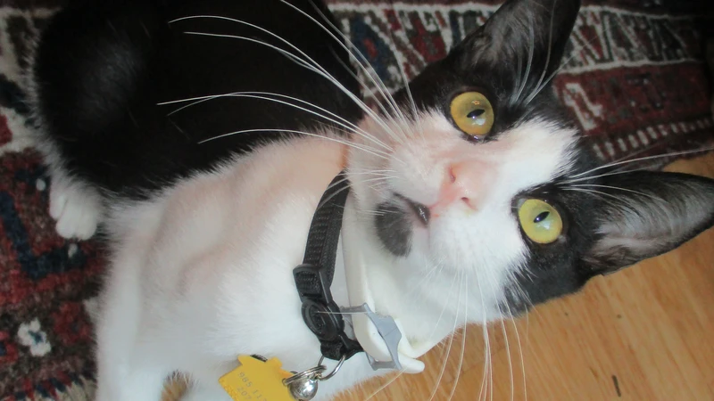 black and white cat looking up