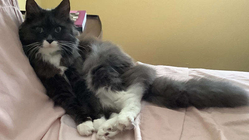 fluffy cat laying on bed