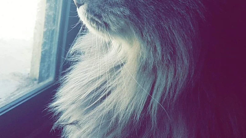 cat looking out window