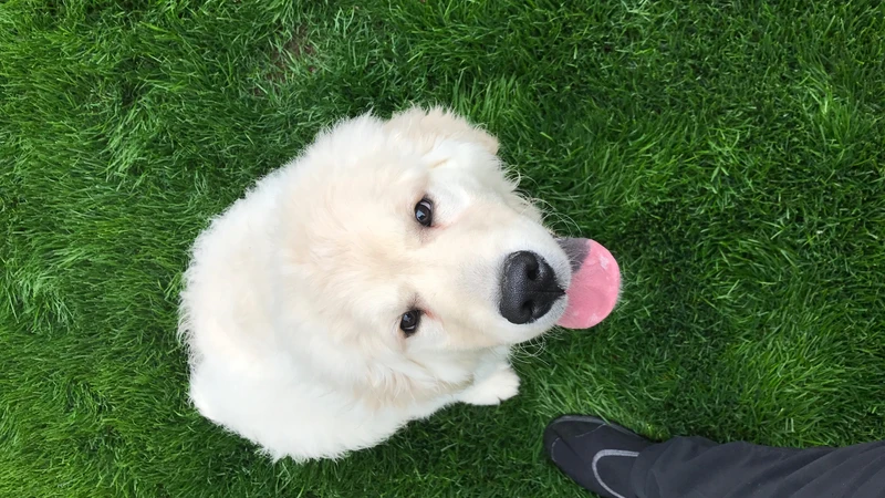 dog in grass looking up a camera