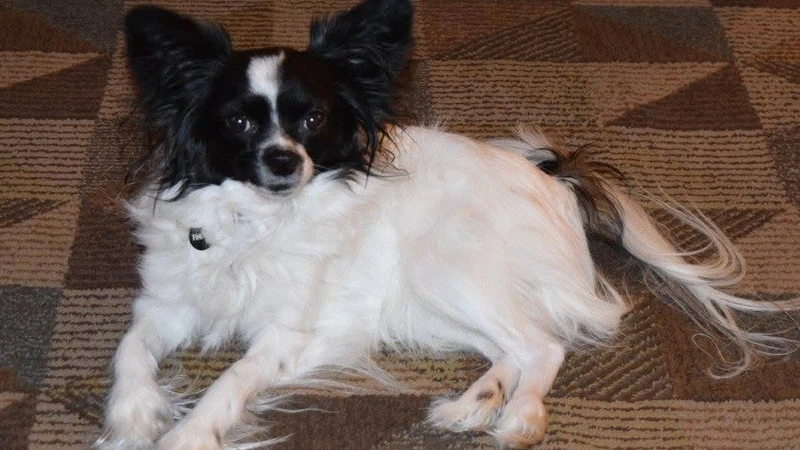 Black and white dog laying on carpet