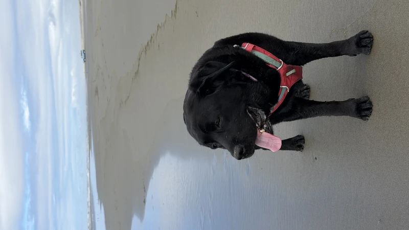 Black dog on the beach