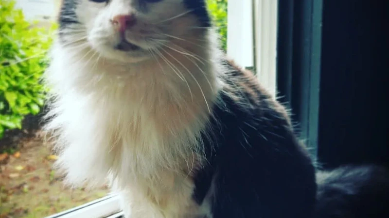 cat in window