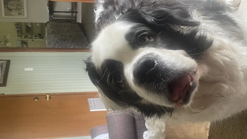 dog staring into camera