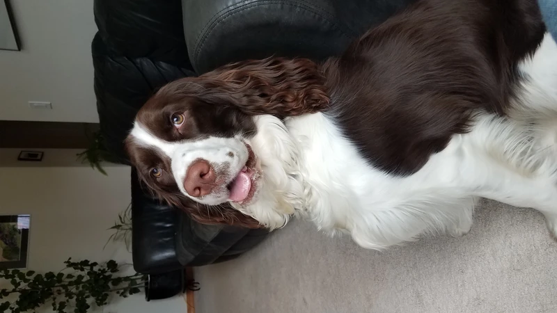 dog in front of couch looking at camera