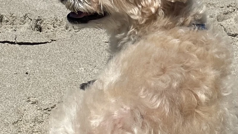 Blonde dog in sand