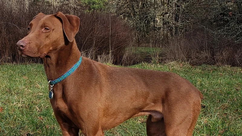 Brown dog standing in grass field