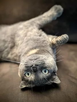gray upside-down cat
