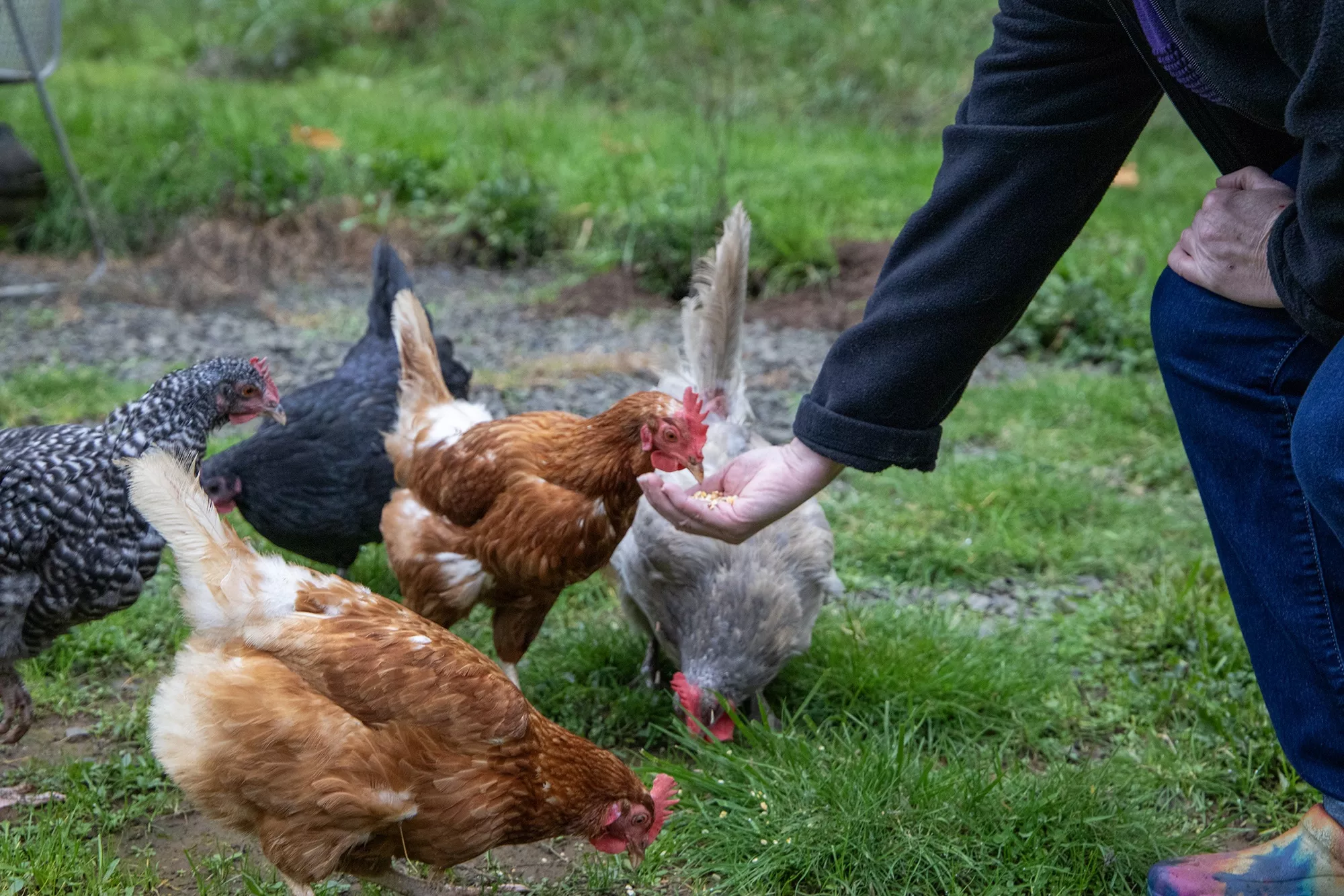 Chickens eating out of a hand
