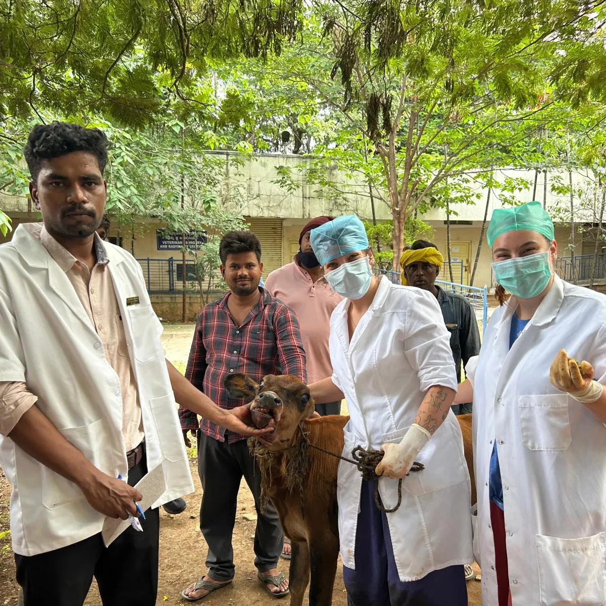 Doctors with a calf