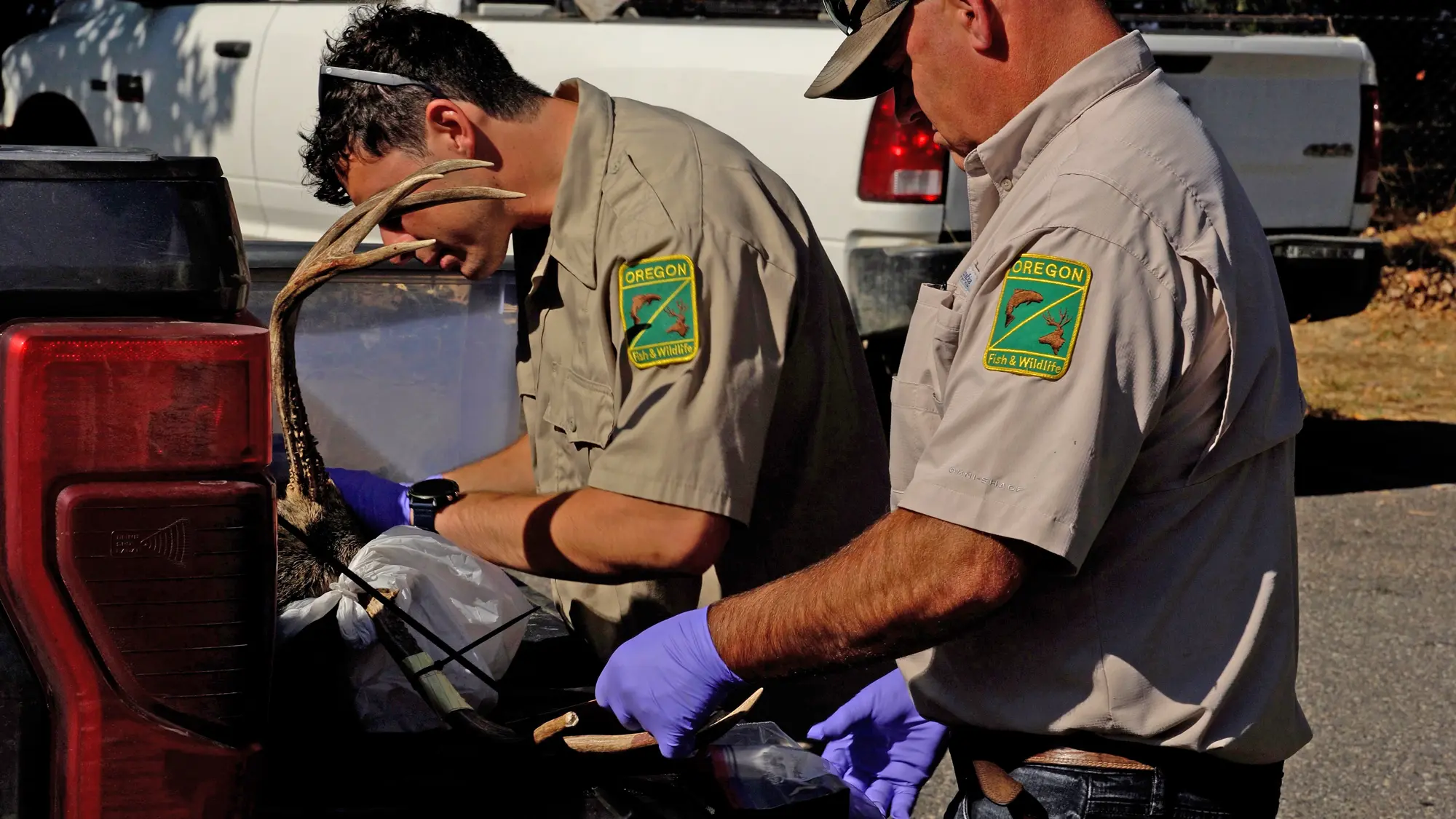 Two men in ODFW uniforms collect tissue samples from a harvested deer.