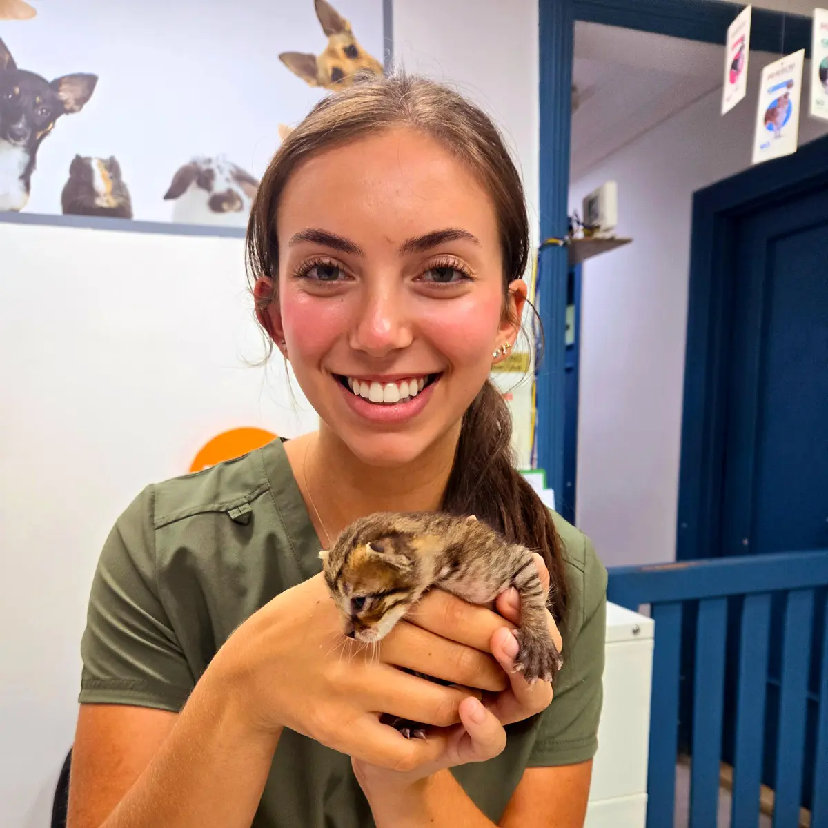 Person holding kitten